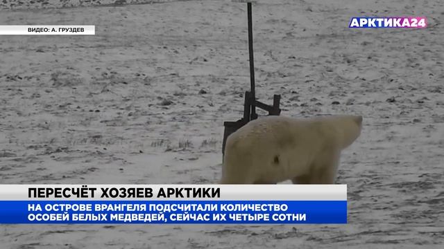 На острове Врангеля пересчитали белых медведей смотреть онлайн