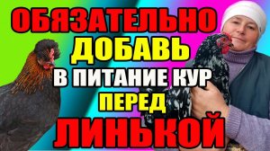 ВАЖНЫЙ ингредиент в питании кур перед линькой.