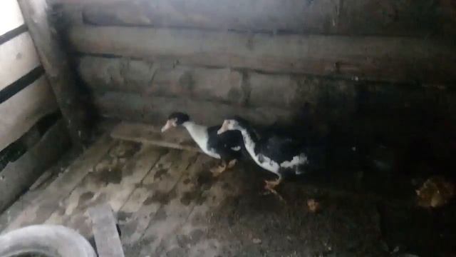 Урожай тыквы и фасоли.