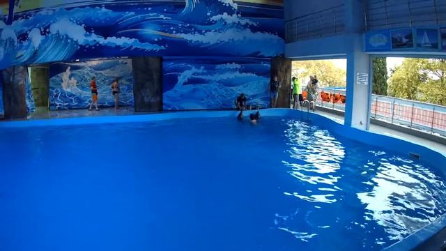 Купание с дельфином. Дельфинарий. Лазаревское. смотреть онлайн