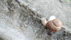 🔴 ГОВОРЯЩАЯ УЛИТКА !?! 🟢 Платон встретил улитку, которая умеет говорить  🐌 нашествие улиток 🟣🟢🟠🟡🔴🔵