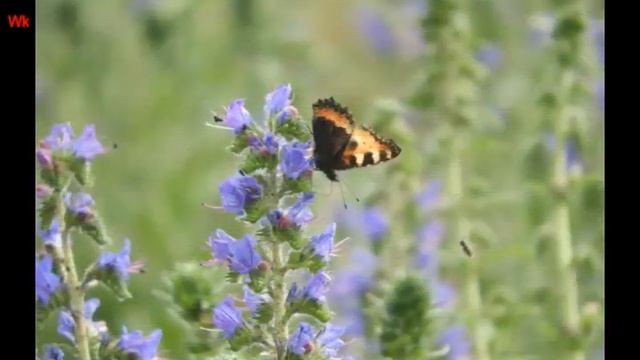 Вальс Бабочки (нем. Walzer des Schmetterlings) (анг. Waltz of the Butterfly) смотреть онлайн