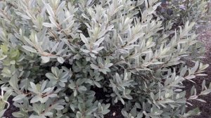 Бессея. Песчаная вишня.