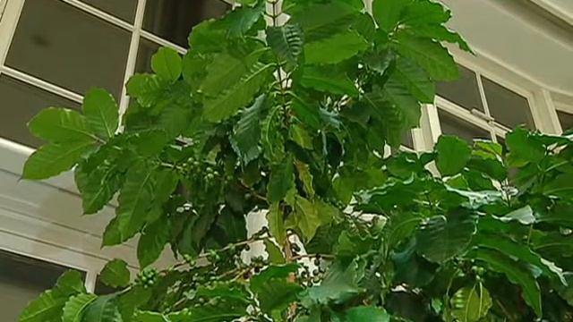 Царицынские оранжереи: весна зимой смотреть онлайн