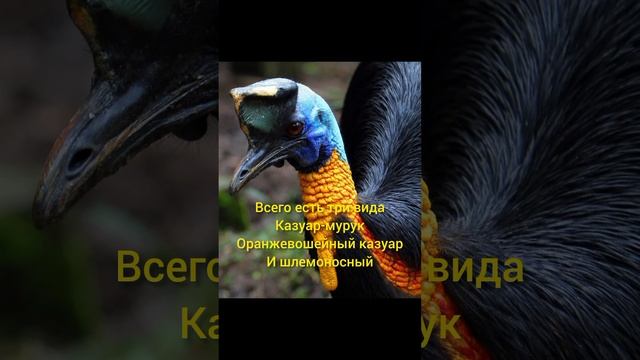 Самые интересные факты о казуарах! Многие этого не знают!! смотреть онлайн