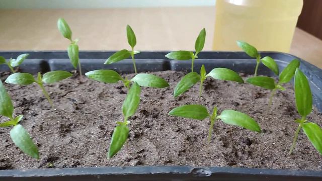 КОГДА ПОКОРМИТЬ РАССАДУ?🌱🌱🌱 смотреть онлайн