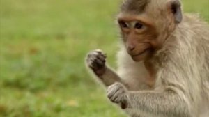 Как Обезьяны Чистят Зубы  As The Monkeys Brush Their Teeth