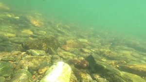 Вело поход 08.08.2020 р.Томь