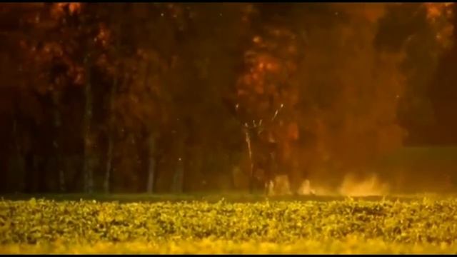 Притча об олене. Л.Н.Толстой. смотреть онлайн