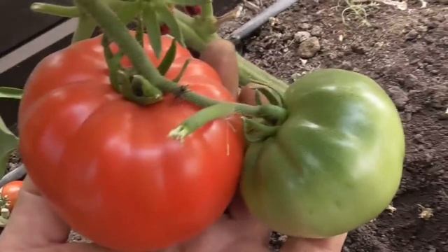Какие томаты поспели у меня в июне в теплице и на улице. 70 сортов в одном видео - кусты и плоды. смотреть онлайн