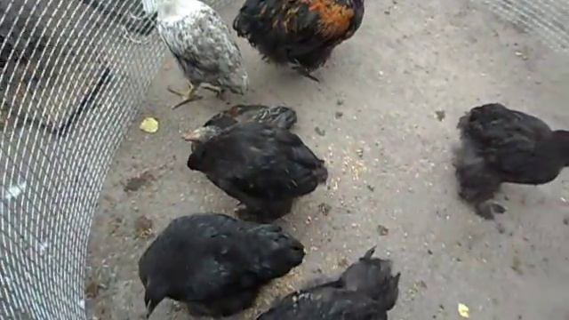 Выставка г. Конотоп 13.09.2015 - куры, Орпингтон, Кохинхин, Брама смотреть онлайн