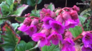 Как понравиться женщине-льву (львице)?