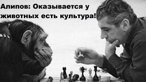 Алипов: Оказывается у животных есть культура!.mp4