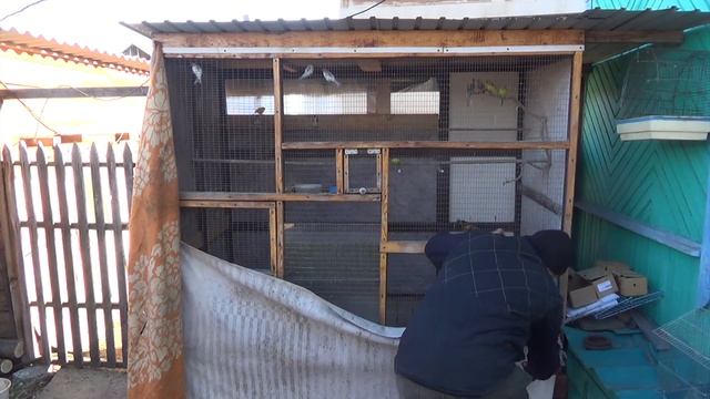 14 мая ночью был мороз, канарейки попугаи на улице. смотреть онлайн