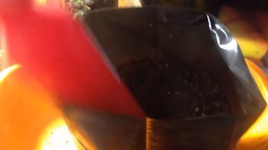 Перевалка перца посаженного в торфяные таблетки