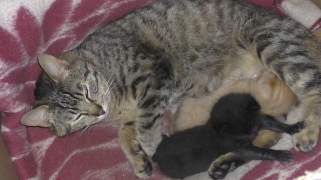 Как назвать котят. смотреть онлайн