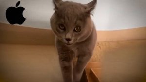 Alugalug Cat but famous phone ringtones