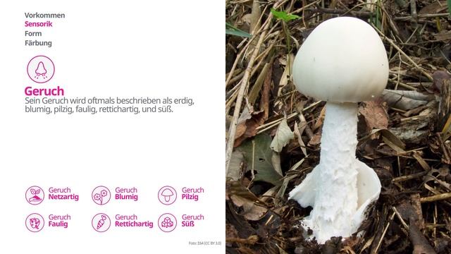Kegelhütiger Knollenblätterpilz (Amanita virosa) | Praktisches Pilzprofil | Shroomers смотреть онлайн