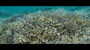 Корал Майн Coral Mine - новый ролик 2019