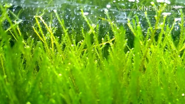 Микро рачки остракоды в аквариуме / Micro ostracod cages in the aquarium