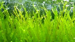 Микро рачки остракоды в аквариуме / Micro ostracod cages in the aquarium