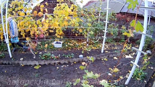 Виноград осенью.Самые поздние сорта винограда видео.Сорт винограда Изабелла и Плевен устойчивый