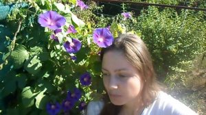 Идеальный Живой Забор С Цветами ? Все Лето и пол осени (украина) ? Вьюнок ?  ? Множество Цветов???