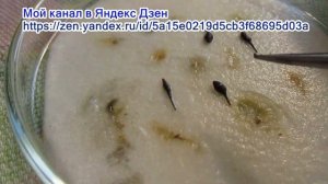 22 02 19г  Сеем семена княжика «Констанс»