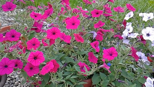 ПЕТУНИИ В САДУ! ОБЗОР МОИХ ПЕТУНИЙ ОТ БИОТЕХНИКИ. смотреть онлайн