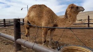 camel at alpaca farm.Верблюд одногорбый на ферме.#funnyanimalss