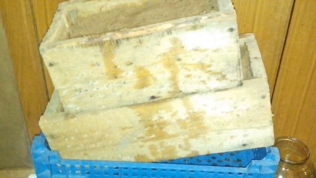 Стратификация семян кедра перед посадкой