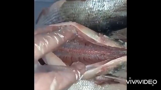 Щокур (чир,  род сиговых) холодного копчения в коптильне МОСКИТ!