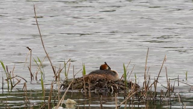 Чомги 170416 1к в Царицыно  Panasonic G80 4K25fps 26 смотреть онлайн