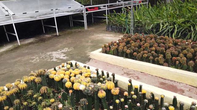 CACTUS FARM IN MINDANAO/ANG DAMING IMPORTED CACTUS 🌵 смотреть онлайн
