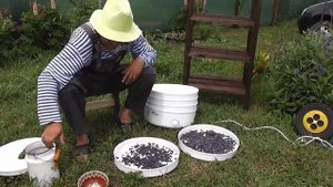 Заготовка Жимолости на Зиму  Часть 1 (сушим)