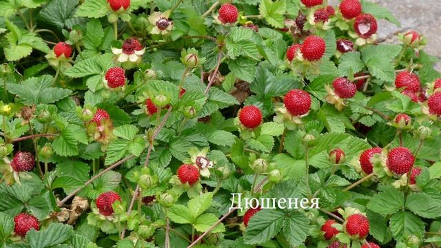 Самые неприхотливые почвопокровные растения