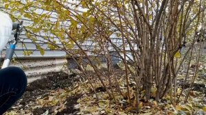 Сбор ягод БАРБАРИСА/Обрезка БАРБАРИСА/Формировка куста БАРБАРИСА