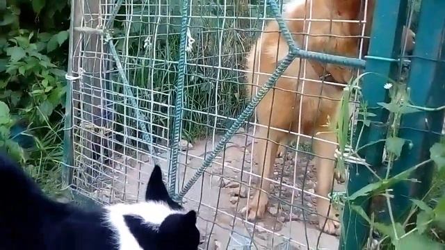 Карельская медвежья собака и Карело-финская лайка смотреть онлайн