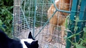 Карельская медвежья собака и Карело-финская лайка