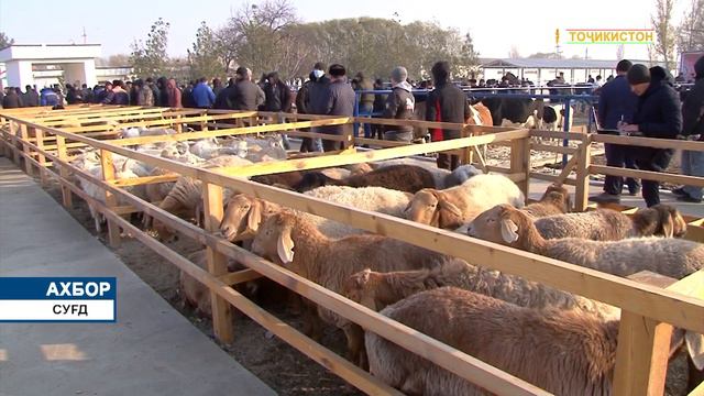 Ахбори Точикистон Имруз - 26.11.2021 | novosti tajikistana смотреть онлайн