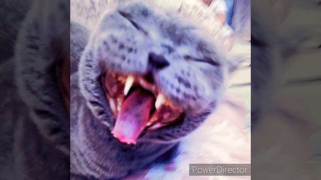 Британская короткошёрстная кошка - внешность, характер, уход, питание| Cat. ru