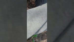 Грибы Синеножки