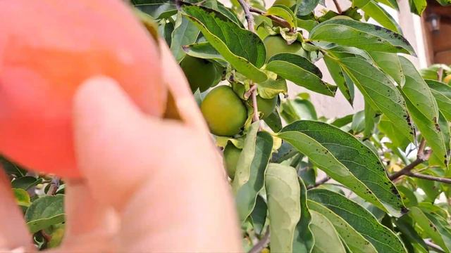 Хурма с косточки не перестаёт удивлять! смотреть онлайн