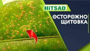 Осторожно! Щитовка на комнатных растениях ✔️ Как избавится от вредителей цветов ✔️ Липкий лист