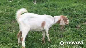 Козы камори- англонубийские в продаже!