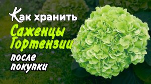 Как сохранить саженцы гортензии после покупки, до высадки на постоянное место.