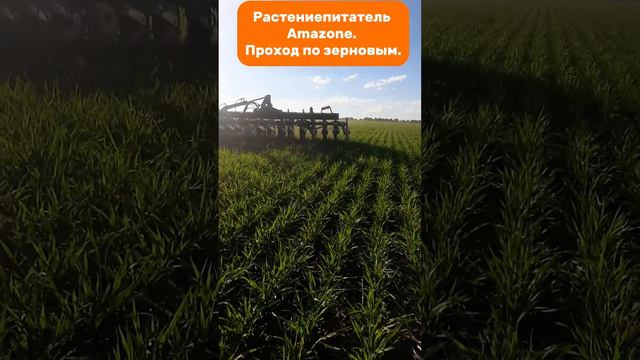 Растениепитатель Amazone. Проход по зерновым. #amazone #fertilizer #fdc