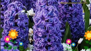 Гиацинт Блю Джакет. Краткий обзор, описание характеристик, где купить луковицы Blue Jacket