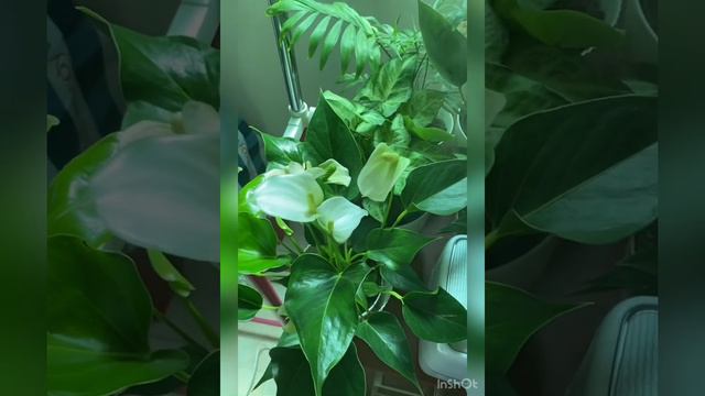 My pretty white Anthurium 😍 смотреть онлайн