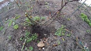 весенняя обрезка розы Лаваглут
